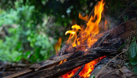 foc