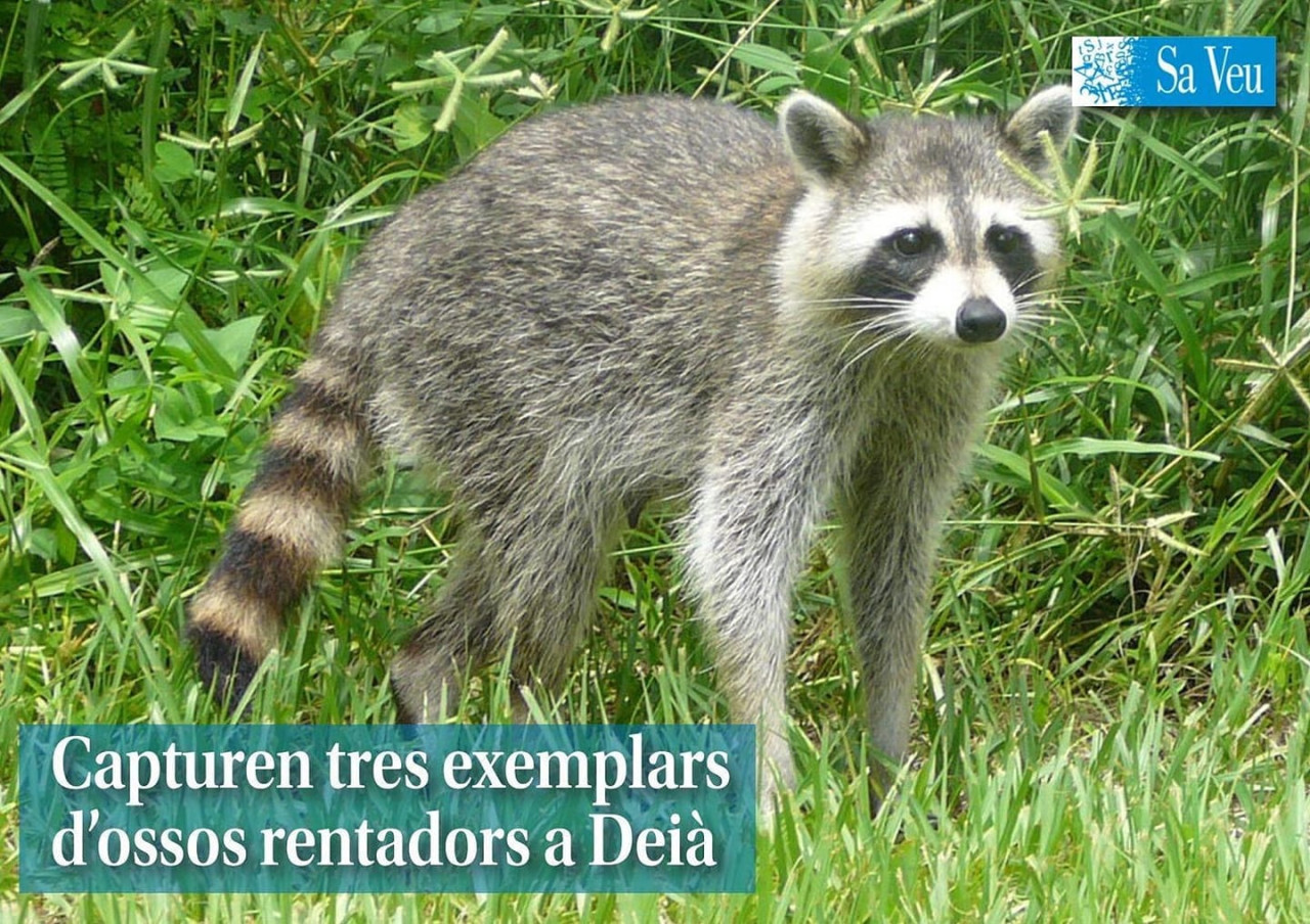 Espècies invasores