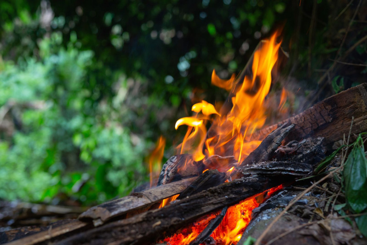 foc