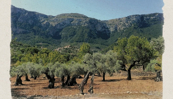 pla d'acció del sector agrari deià