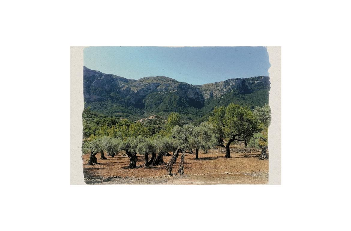 pla d'acció del sector agrari deià