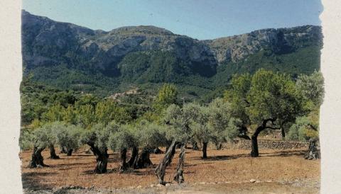 pla d'acció del sector agrari deià